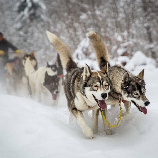 Chiens de traineau