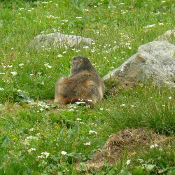 Parc animalier des Pyrénées